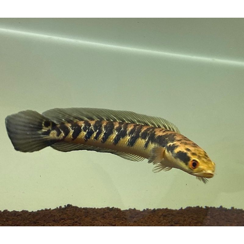 Channa Maru Yellow Sentarum Sortiran Size 25Cm-30Cm Bahan Progres Full Cabung Bar Rapih Cod Garansi 