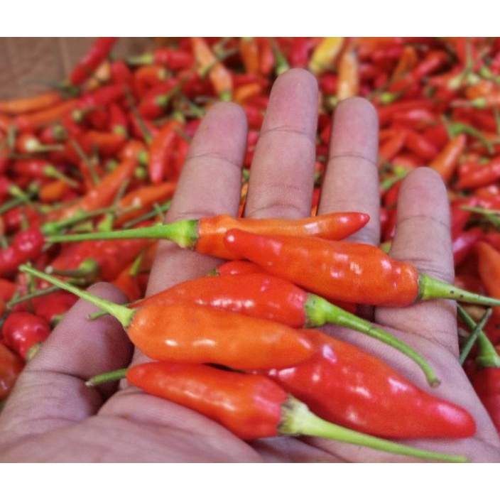 

99 BRANDS FESTIVAL cabe rawit merah ORI cabai rawit merah 5 gr super