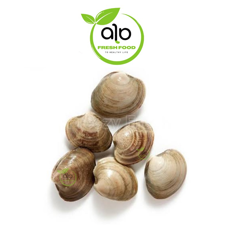 

Kerang Kepah Kulit Segar / Kerang Kepah Segar / Kerang Tahu 500gr - 1kg | Sayur online - ALO Fresh Food