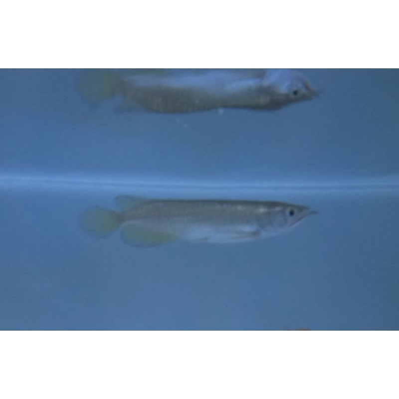 Arowana Jardini