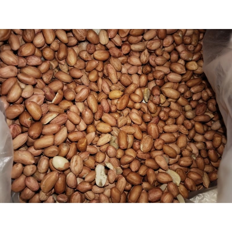 

kacang tanah