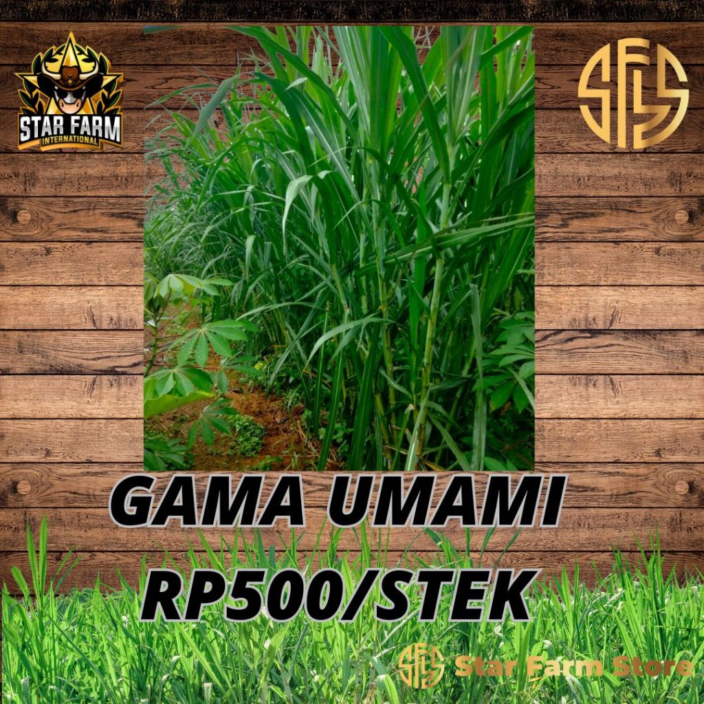 Gama Umami Rp500/stek