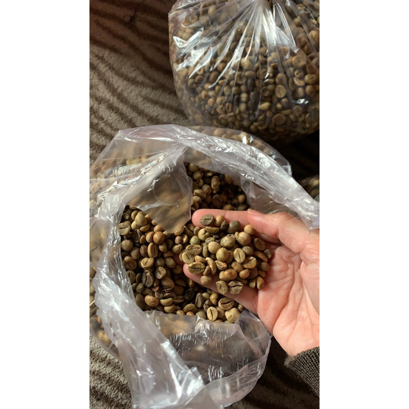 

Biji kopi Lombok asli kualitas terbaik grade A paling enak