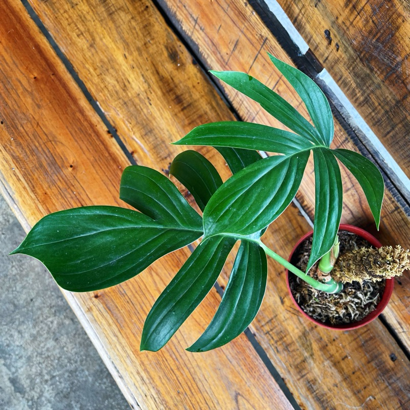 Rhaphidophora Decursiva Monstera