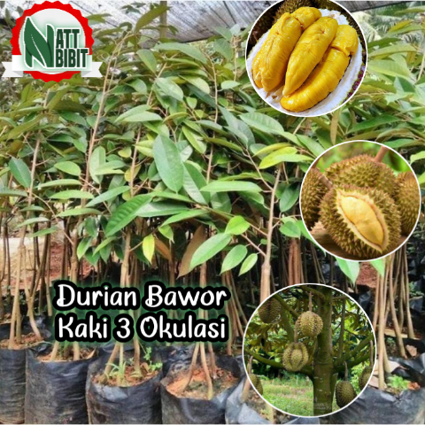 BIBIT DURIAN BAWOR KAKI 3 (Okulasi)