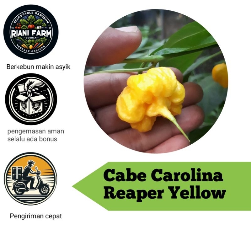 

Cabe Carolina Reaper Yellow buah