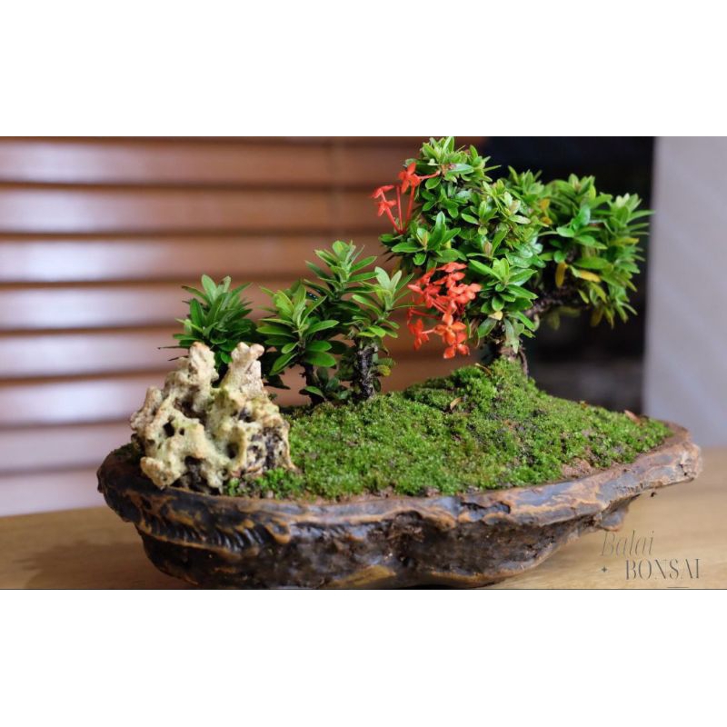 Bonsai Asoka Taiwan Grouping Panorama