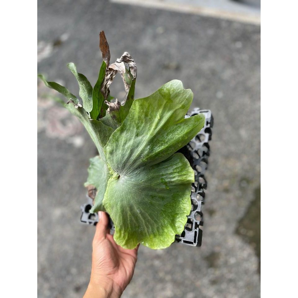 Simbar papua / platycerium Wandae rawatan papan 25 cm & 33 cm