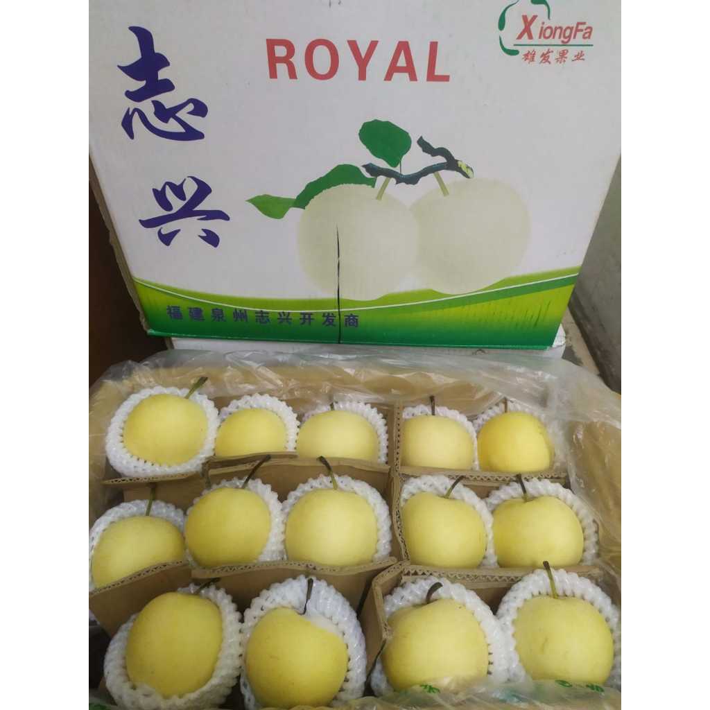 

Pear Century RRC UK 60 berat 14kg
