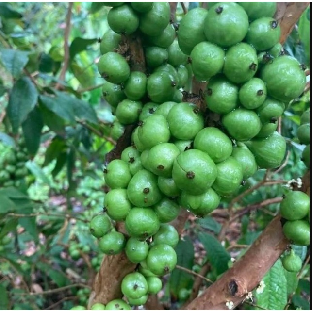 Bibit Anggur White Jaboticaba Anggur Pohon Putih Okulasi Sambung Susu