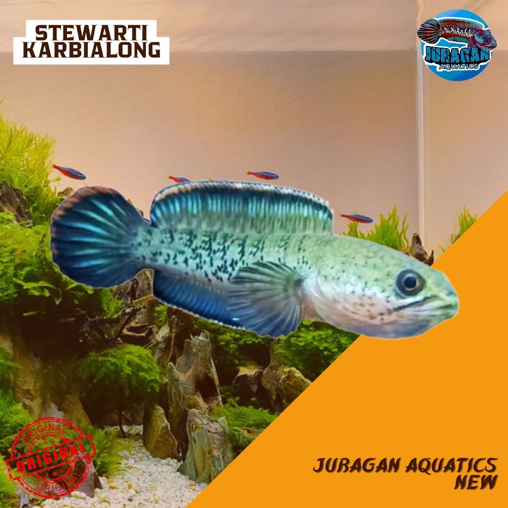 Stewarti Karbialong Full Dot Spek Kontes - Channa Stewarti Karbialong 8cm - Stewarti Karbialong CB F