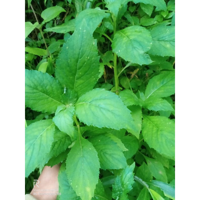 

daun sintrong segar 1kg