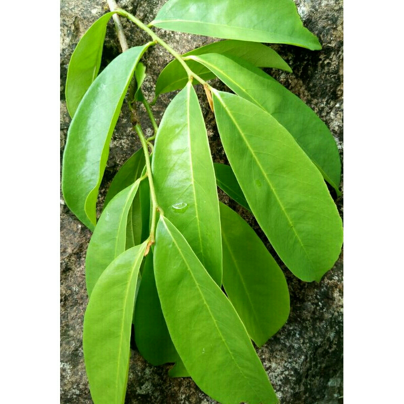 

Daun sirsak segar( Annona muricata) asli organik petik dari hutan 100grm