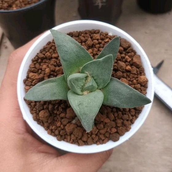 Ariocarpus Retusus Seedling