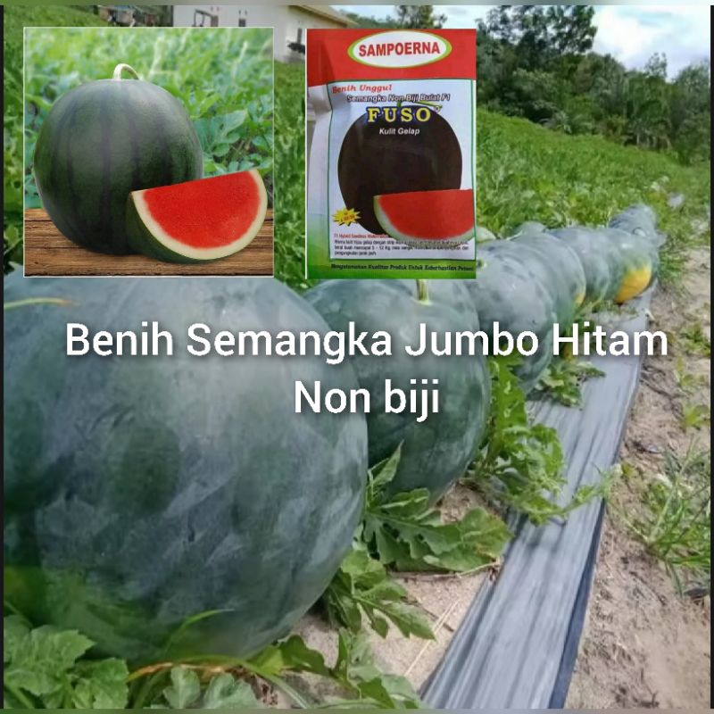 Benih Semangka JUMBO Black Non Biji ( 8 Bibit)