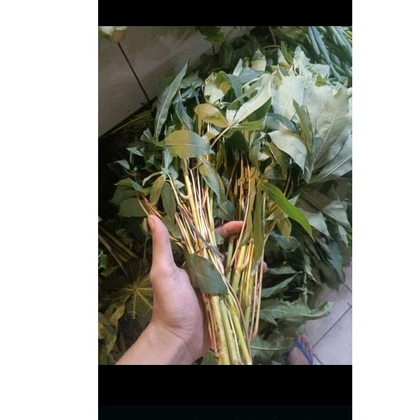 

daun singkong 2iket presh pk sr