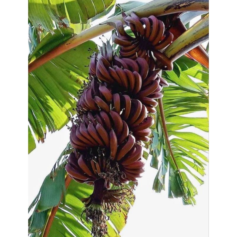 Bibit Pisang Raja Nangka Merah