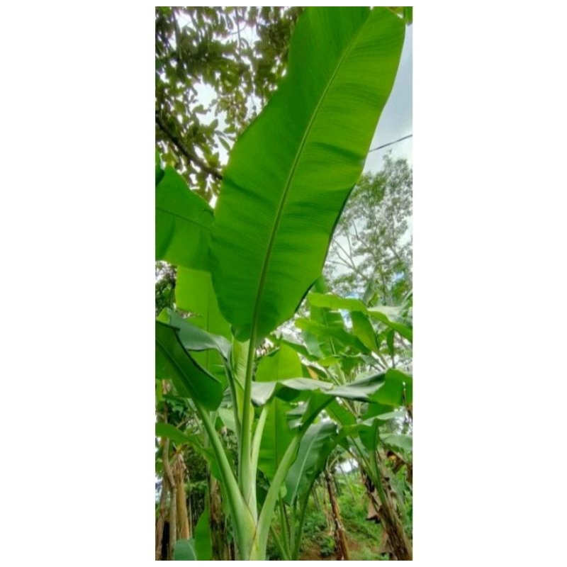 

Daun pisang Segar 1 kg