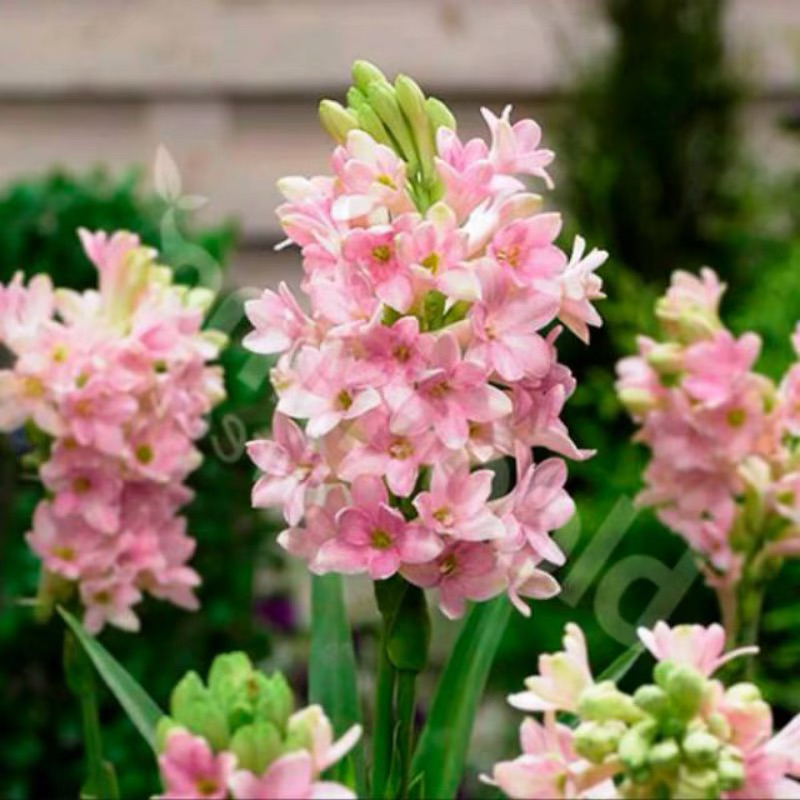 PROMOTANAMAN HIAS SEDAP MALAM PINK//BUNGA HARUM SEDAP MALAM