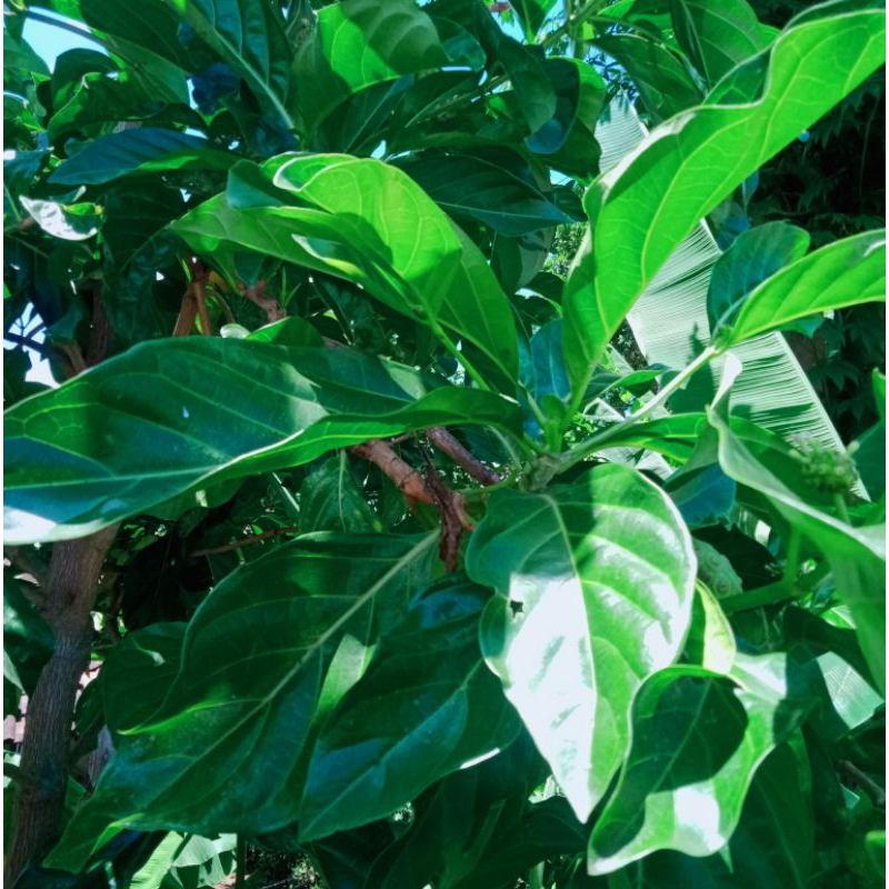 

daun mengkudu segar/20lmbar