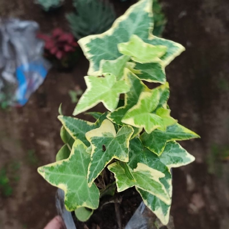 Tanaman Hias Gantung English Ivy Kertas