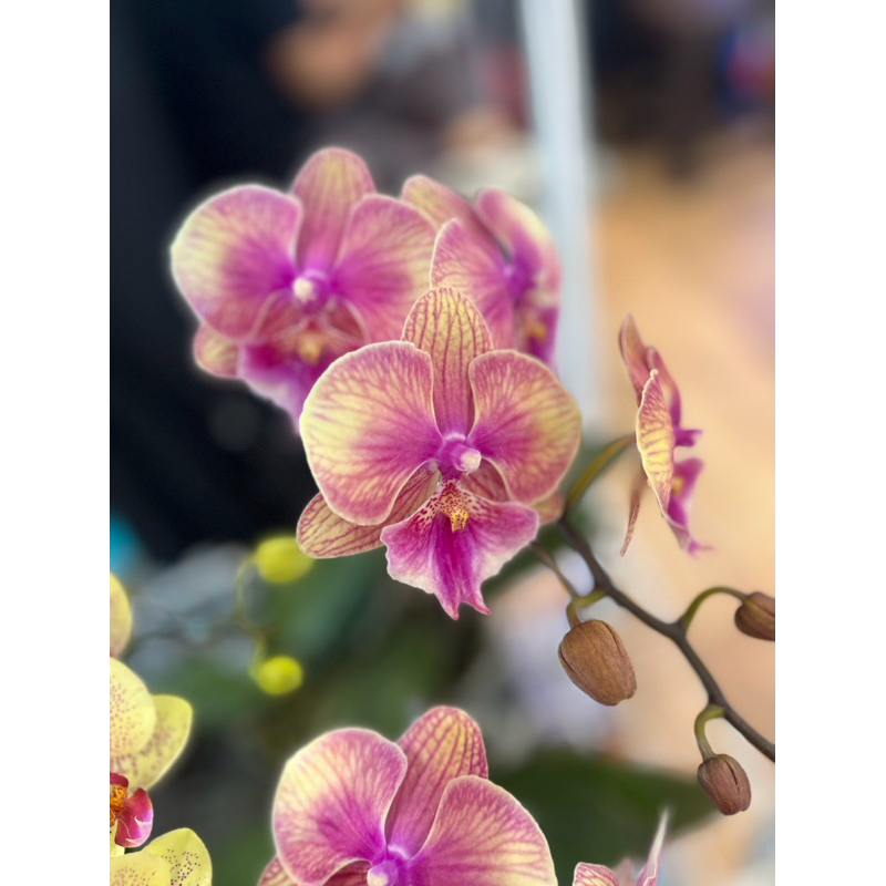 Anggrek bulan mekar knop