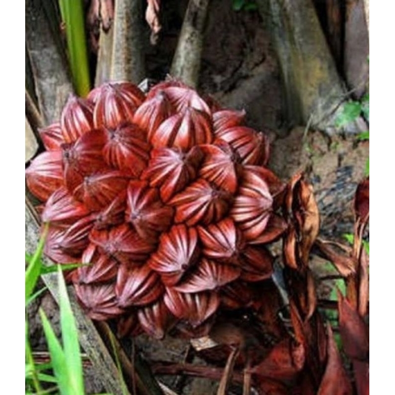 

buah daon/buah nipah