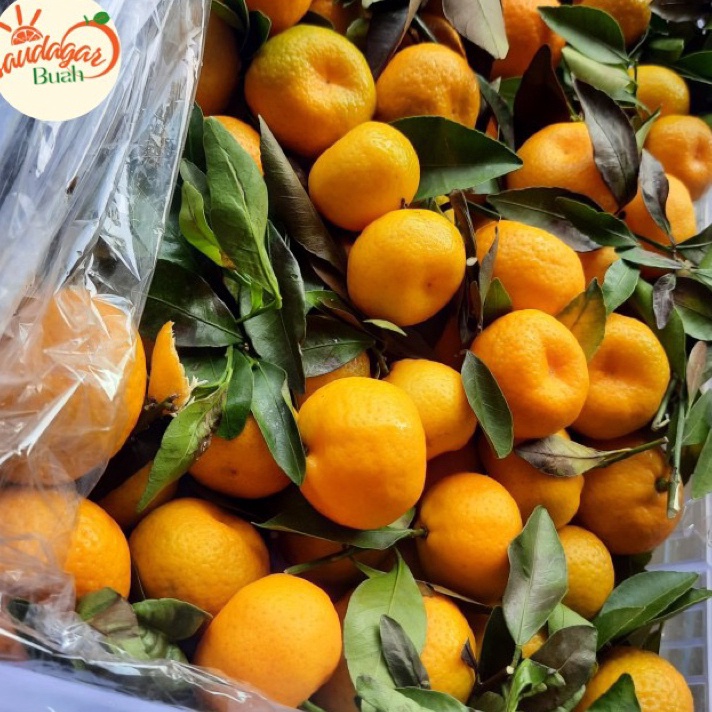 

99 BRANDS FESTIVAL BUAH JERUK SANTANG DAUN MANIS FRESH