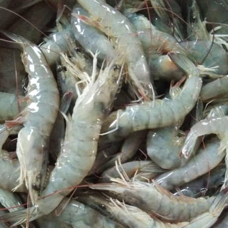 

Star 1212 udang vaname sedang segar grosir