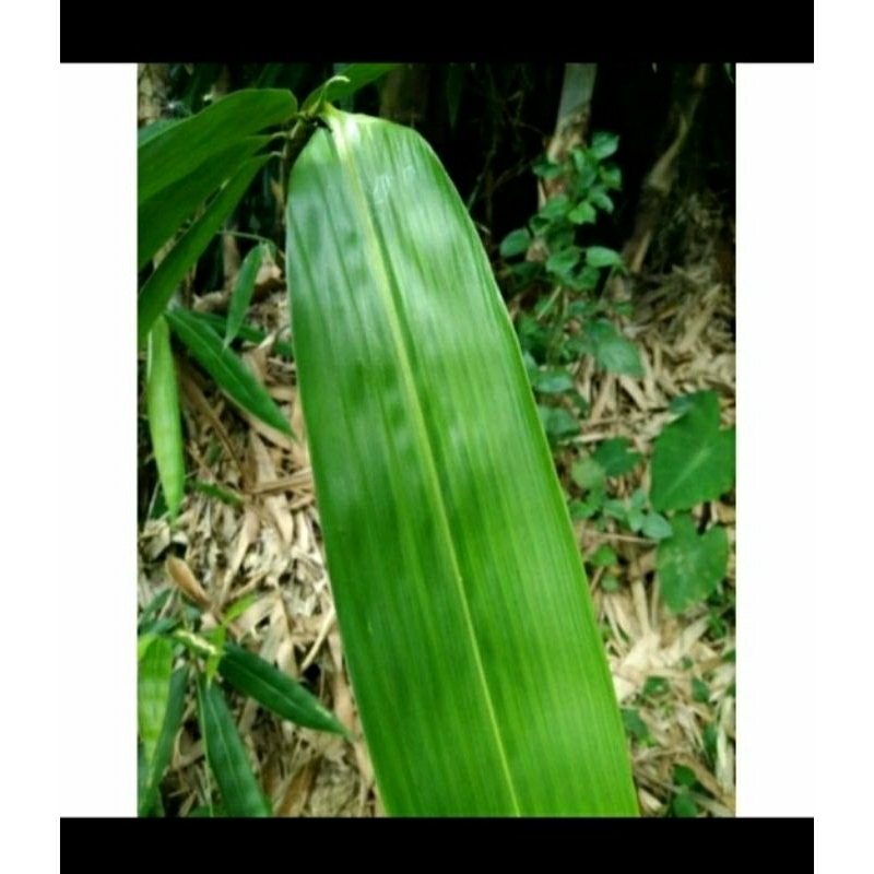 

DAUN BACANG JUMBO/DAUN BAMBU