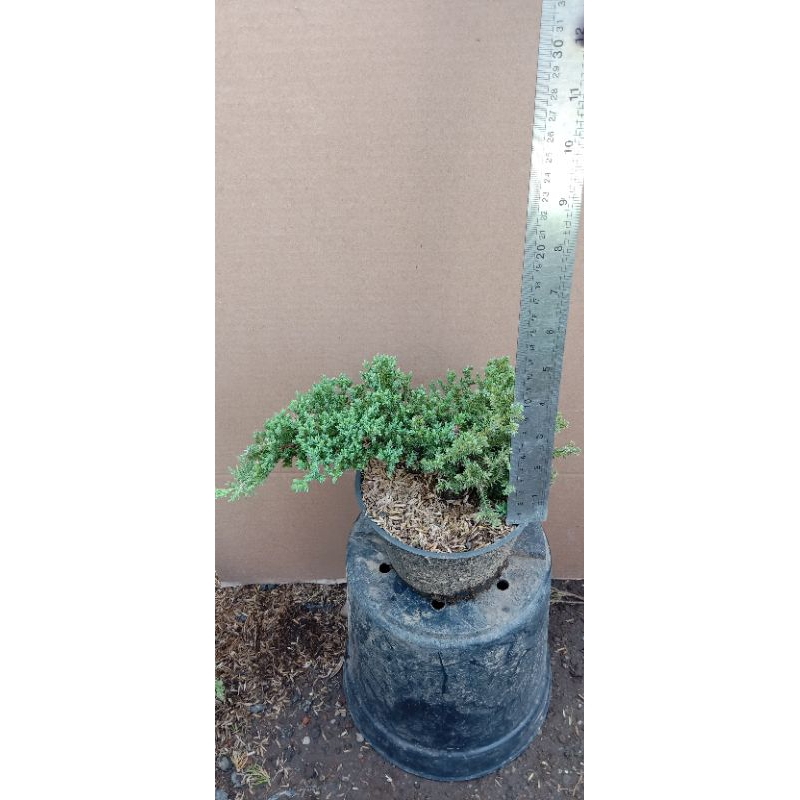 CEMARA DWARF /Juniperus Procumbens Nana . Import . RARE STOCK