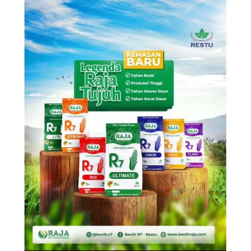 bibit jagung R7 terlaris