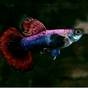 Guppy Magenta