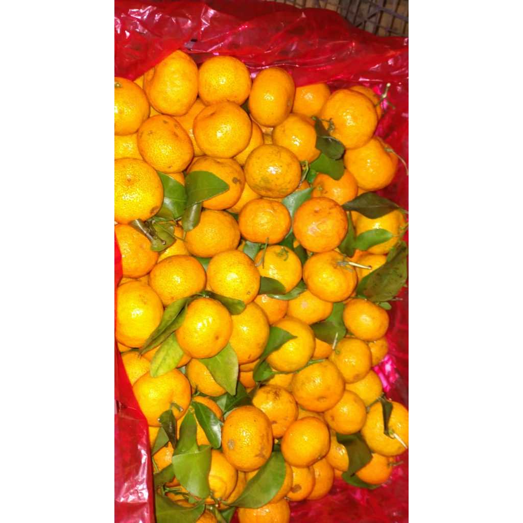 

JERUK SANTANG DAUN 6KG