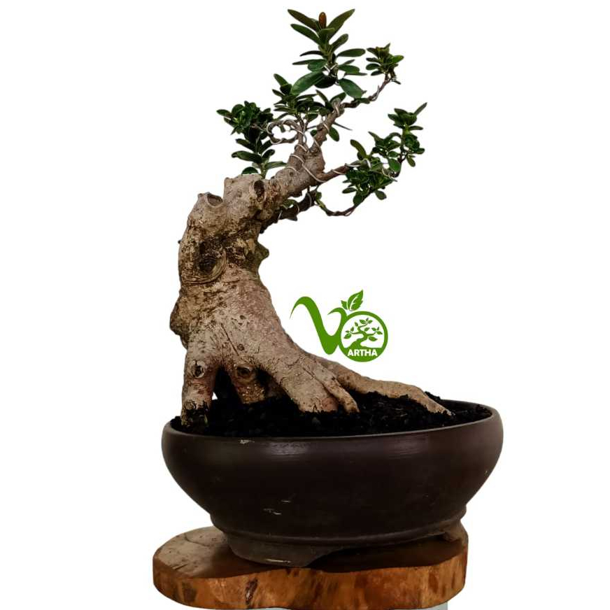 Bonsai Dolar Mangkok Pucuk Merah No. 1