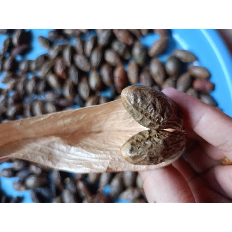 

Buah Tempayang / Buah Kembang Semangkok / Beng Ta Hai (1kg)