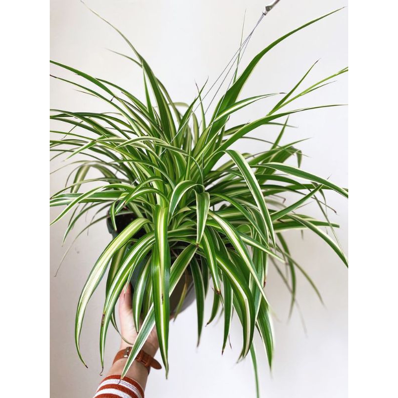 Tanaman hias Lily spider plant - hawaii lili paris (Tanaman hias hidup indoor murah besar dan rimbun
