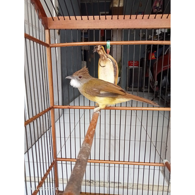 CUCAK JENGGOT JAWA BANYUWANGI