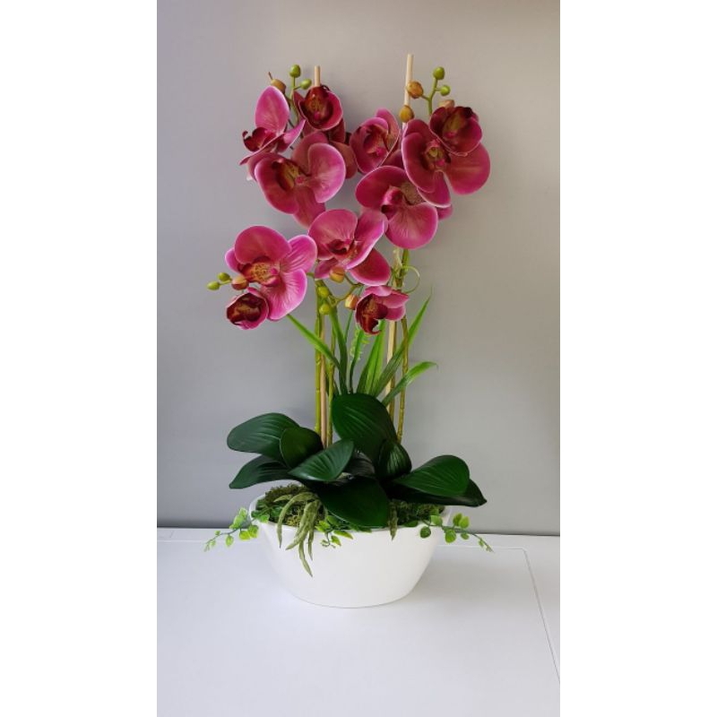 anggrek dendrobium bantimurung dewasa