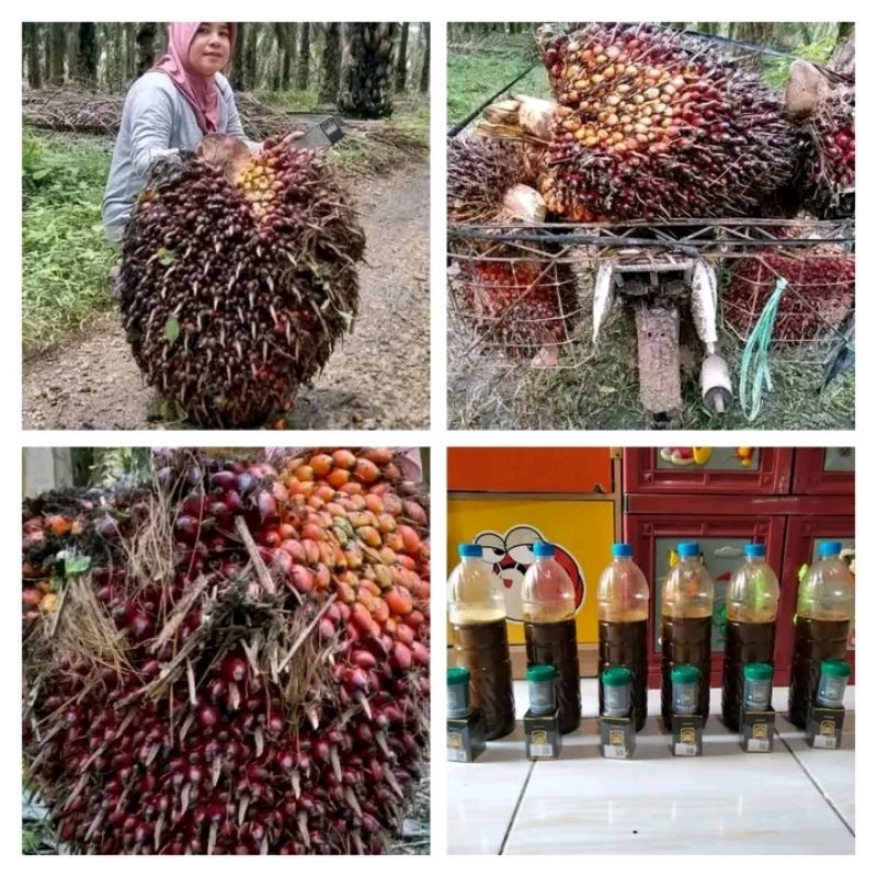 (COD)  PUPUK ECO FARMING ORIGINAL