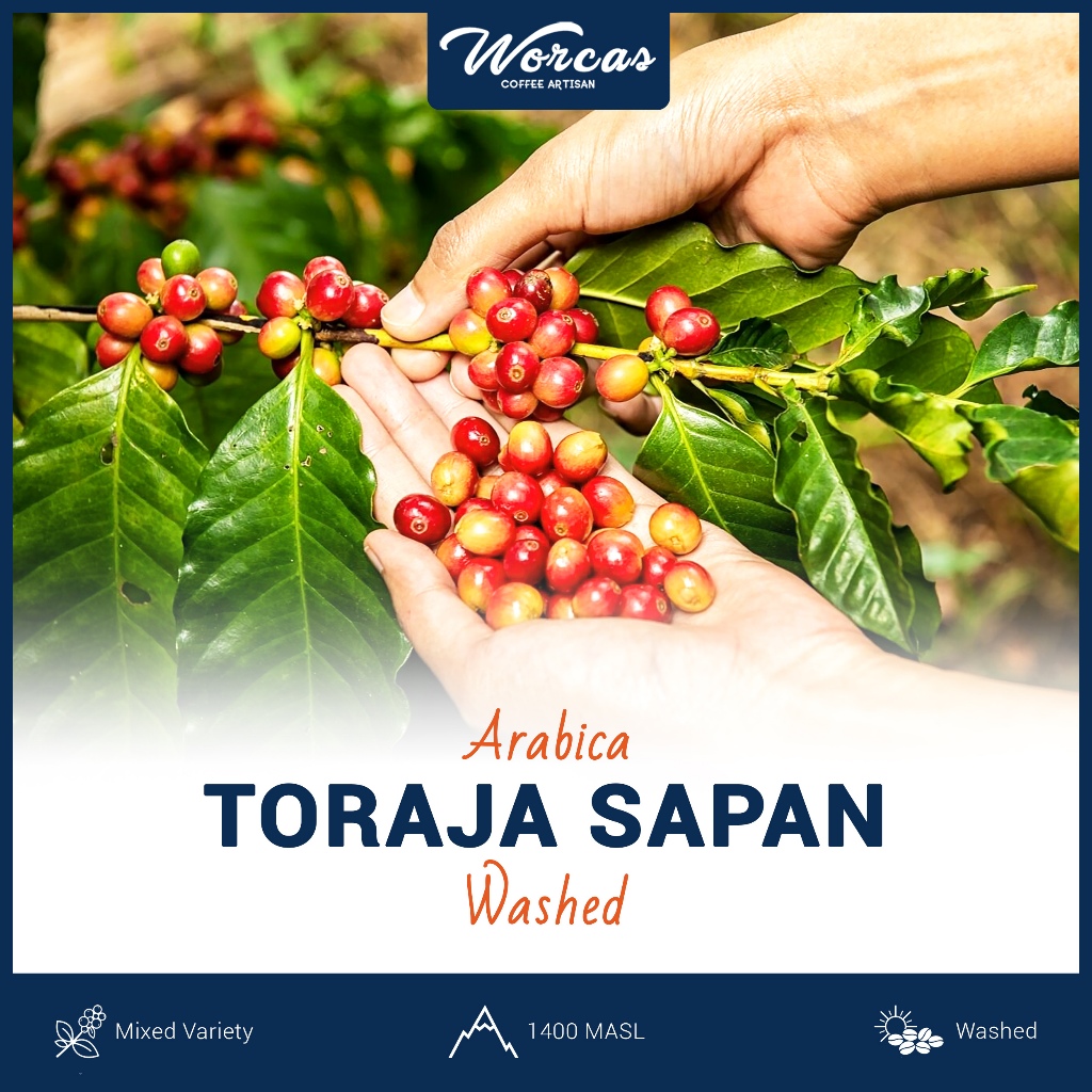 

Green Bean Arabica Toraja Sapan 1 Kg | Biji Kopi Mentah