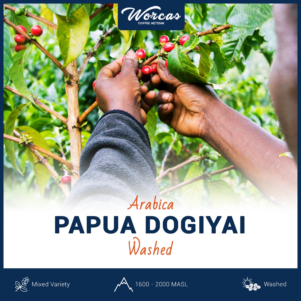 

Green Bean Arabica Papua Dogiyai 1 Kg | Biji Kopi Mentah