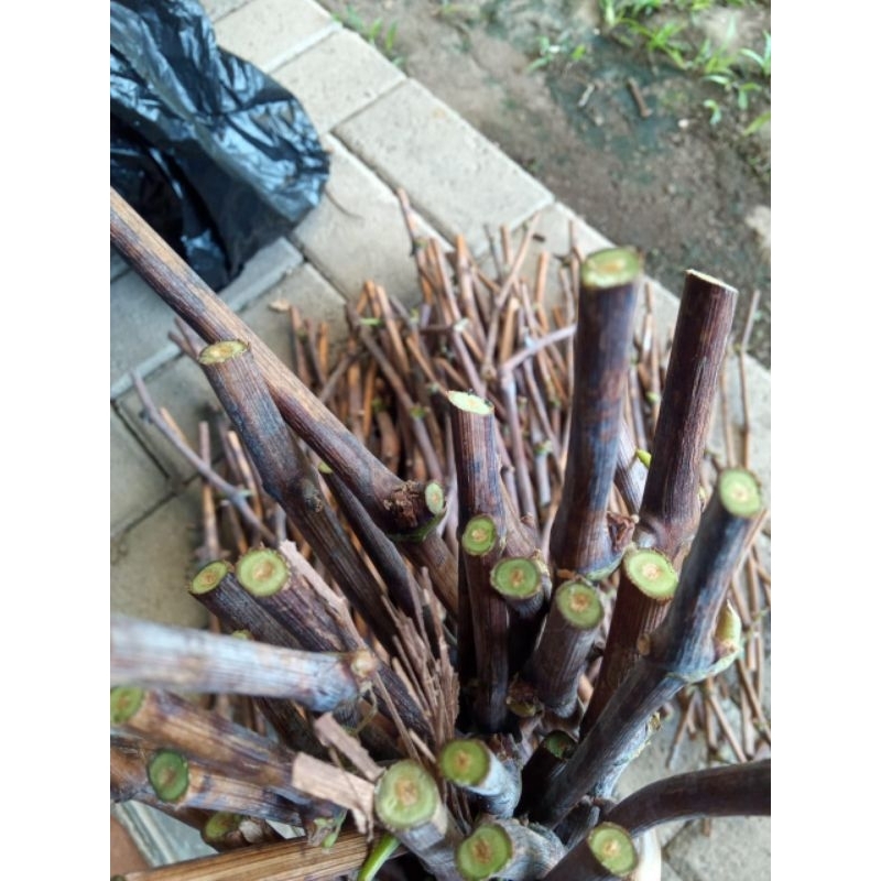 cutting anggur import