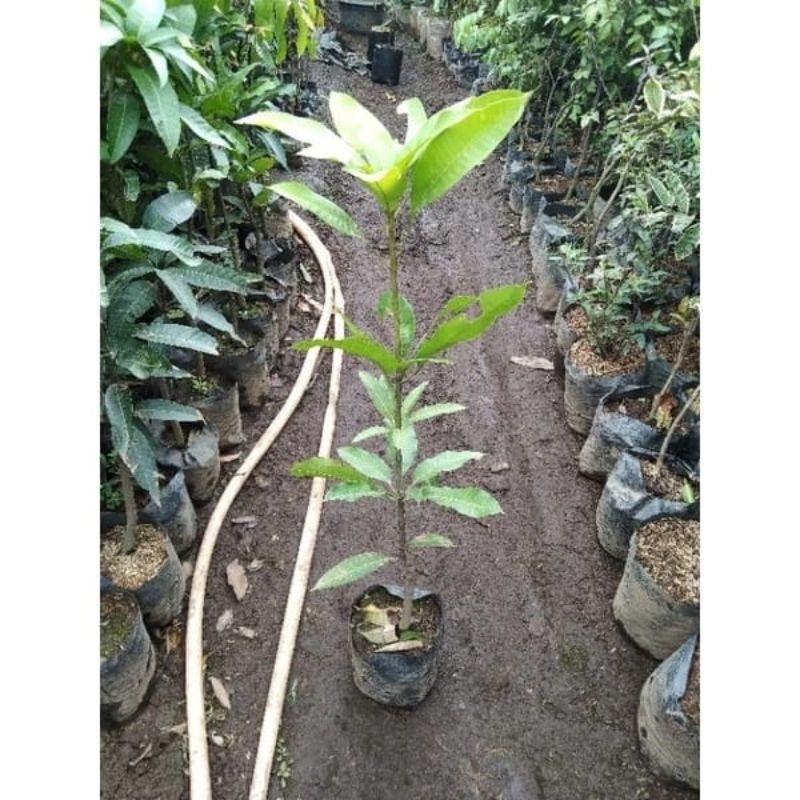 bibit pohon mangga gedong gincu