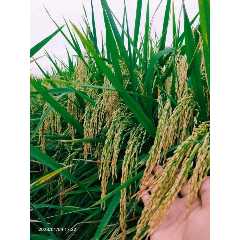 INBRIDA C2 KEMASAN 1KG.