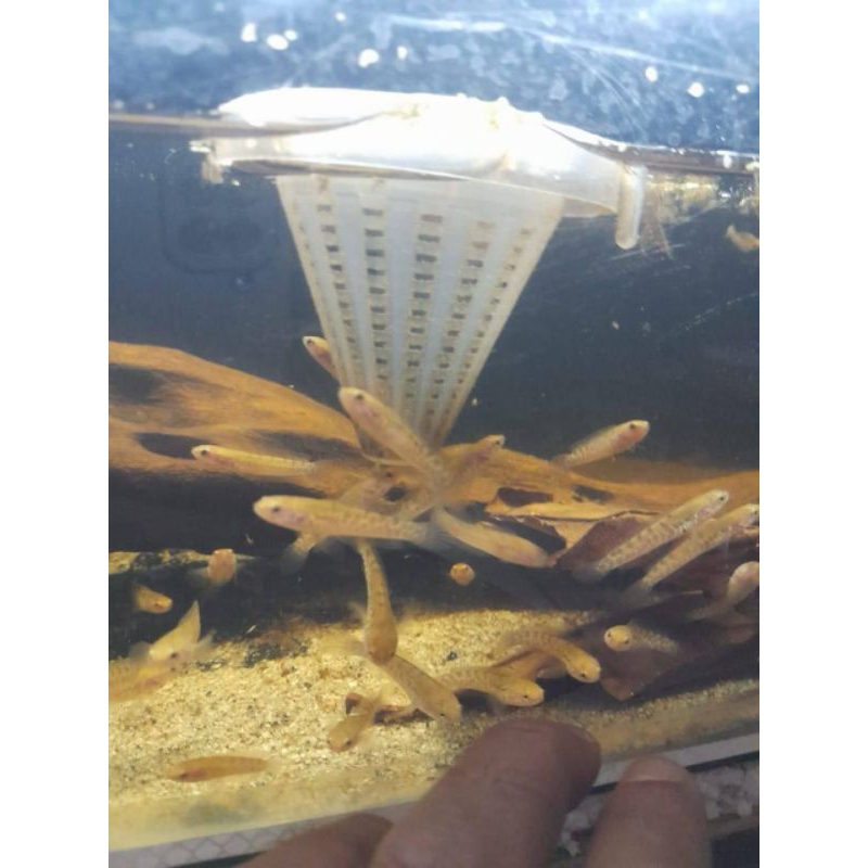 Baby Auranti WC 2/3 cm