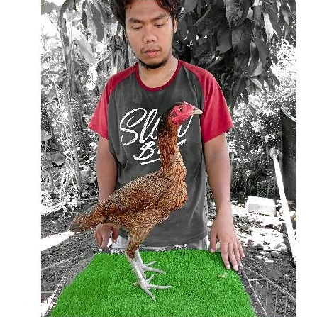 batina mangon yokere x ninja - betina mangon iq - betina mangon yokere - betina pama iq