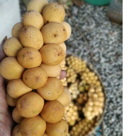 buah kokosan