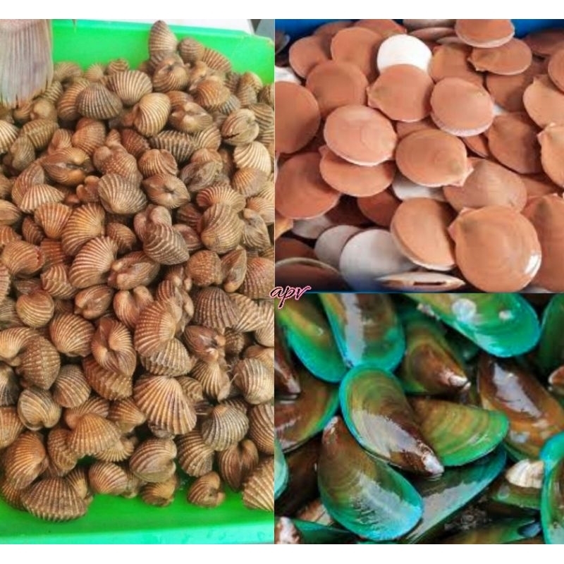 

kerang segar fresh 1 kg all varian