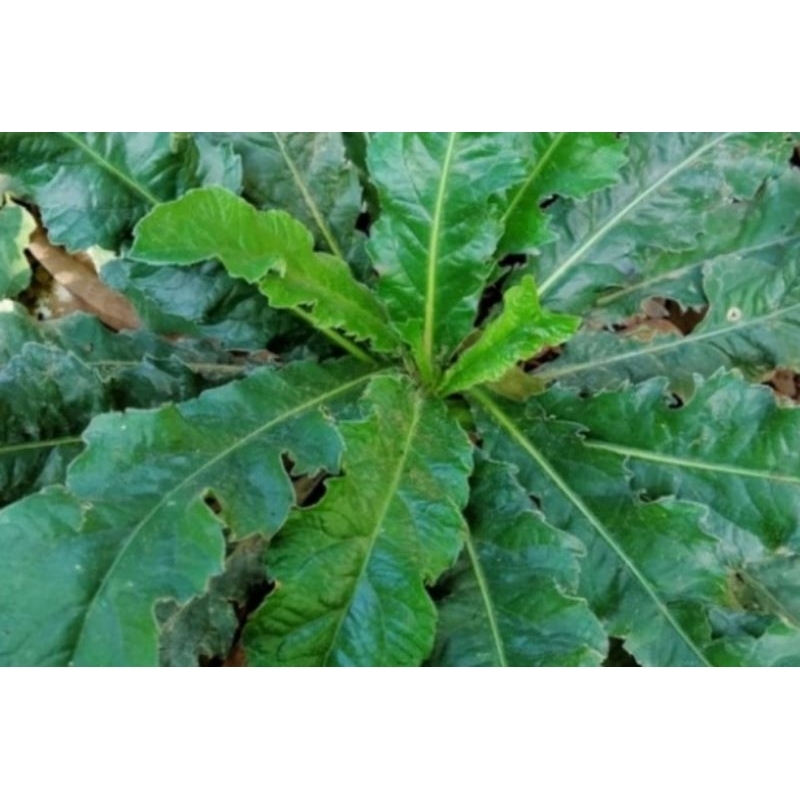 

daun herbal tapak liman kaya mamfaat isi 200 gr reddy pres dan kering